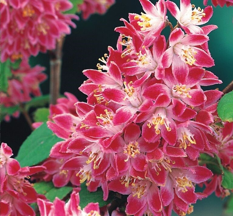 Дейция гибридная Строберри Филдс